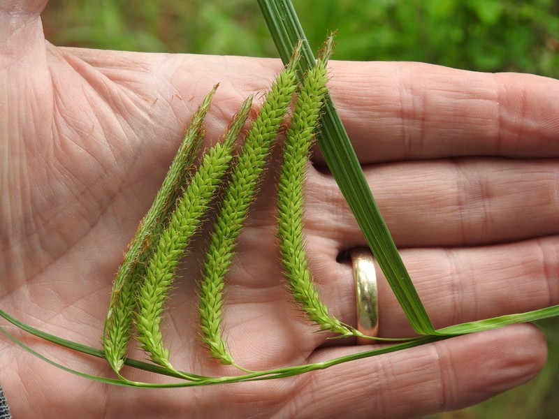 Nodding Sedge photo 4