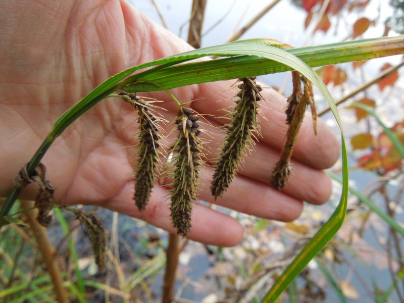 Nodding Sedge photo 5