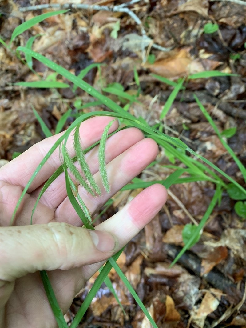 Nodding Sedge photo 6