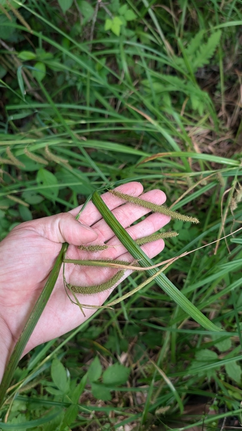 Nodding Sedge photo 7