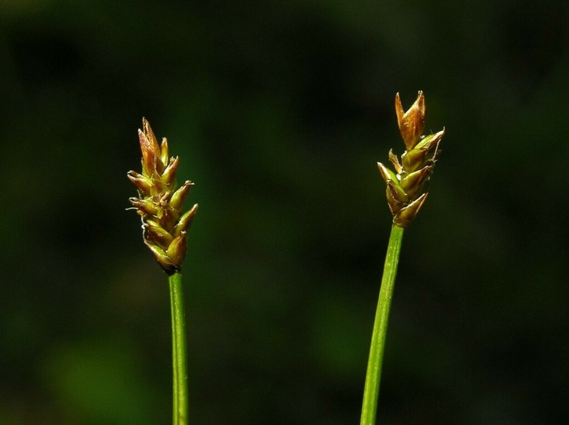 Northern Bog Sedge photo 8