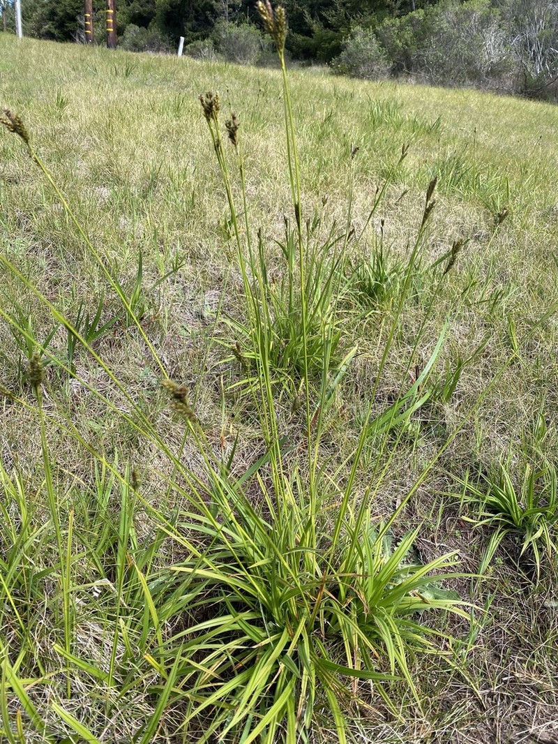 hybrid sedge