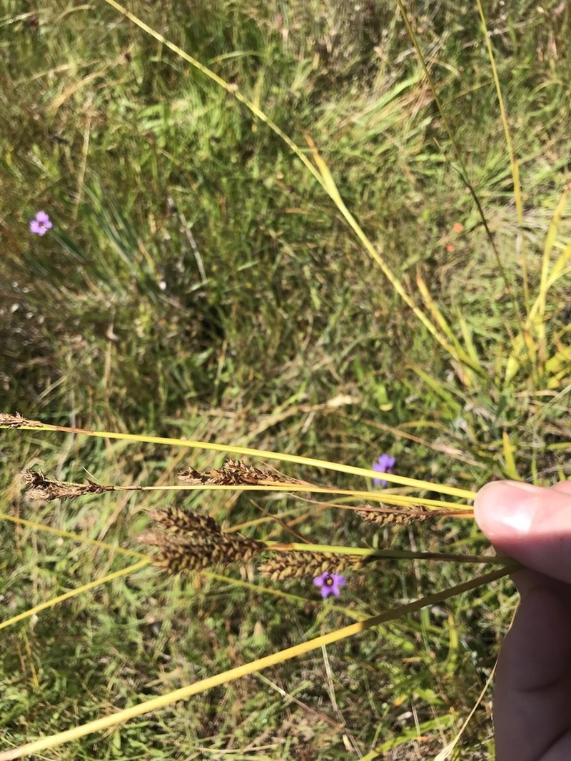 hybrid sedge photo 2
