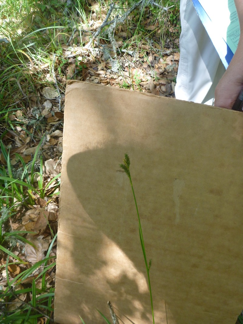 hybrid sedge photo 4