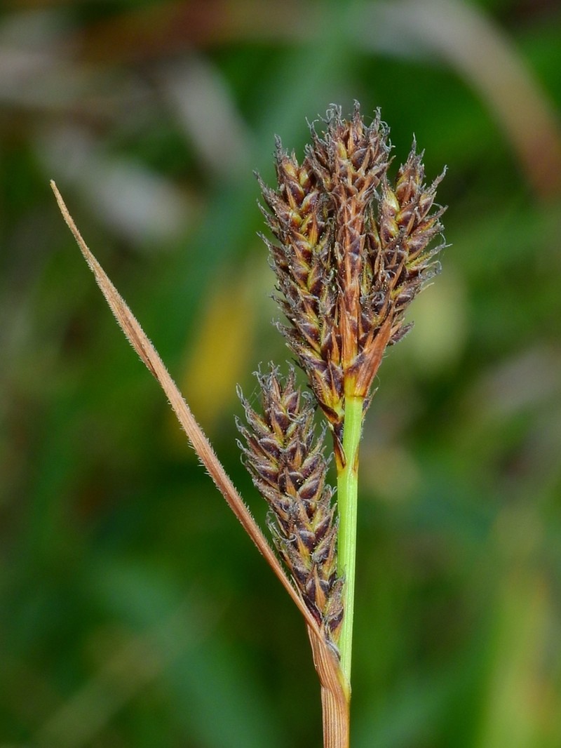 hybrid sedge photo 6