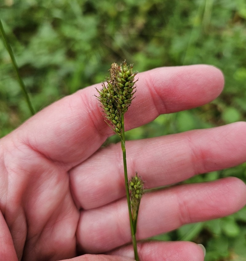 Olney'S Hairy Sedge photo 3
