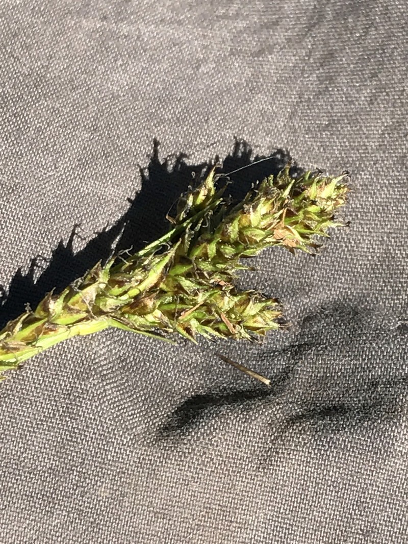Olney'S Hairy Sedge photo 5