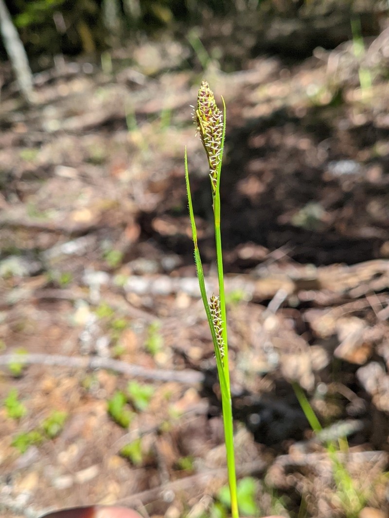 Olney'S Hairy Sedge photo 7