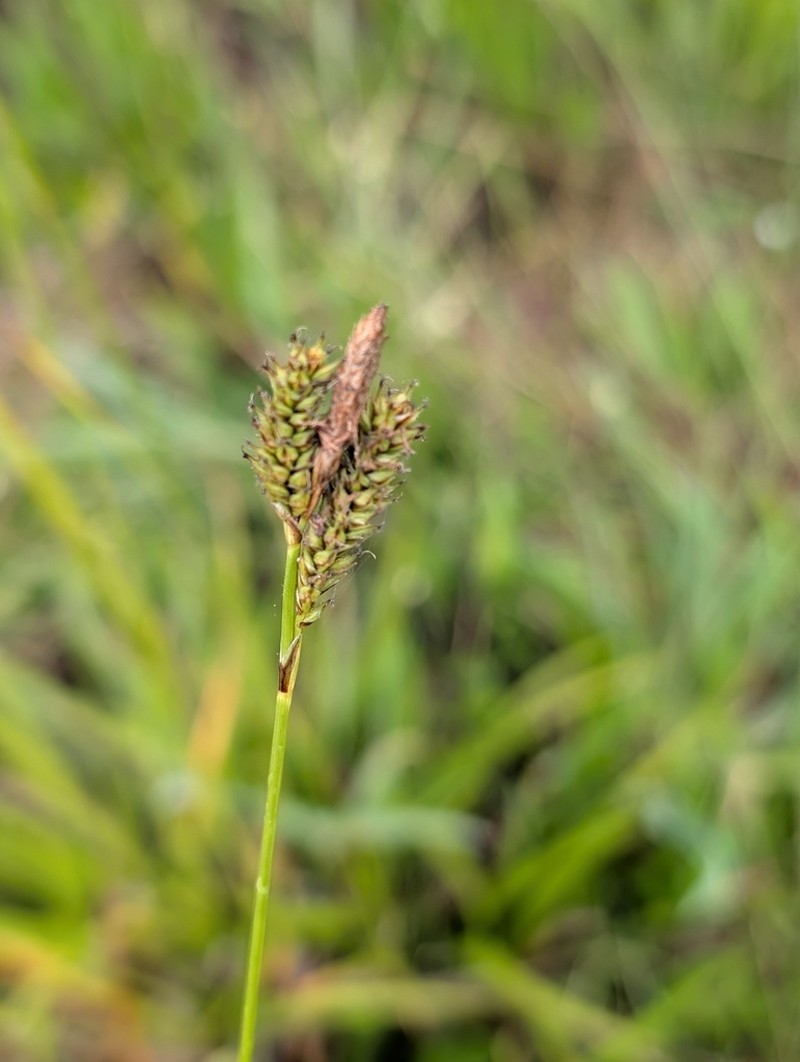 Olney'S Hairy Sedge photo 8