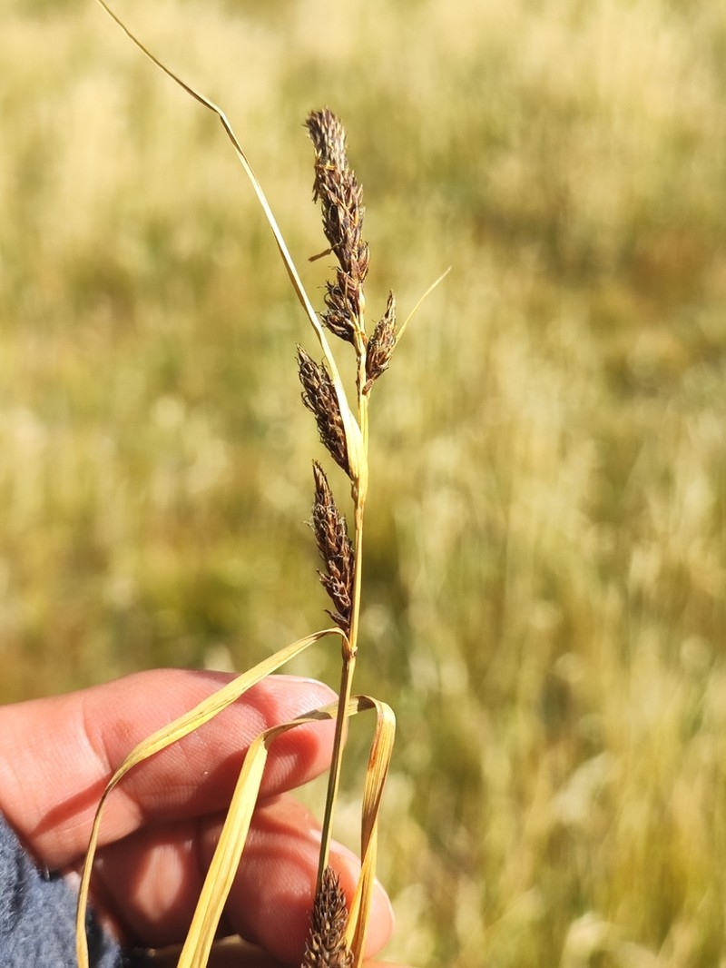 Carex haematopus