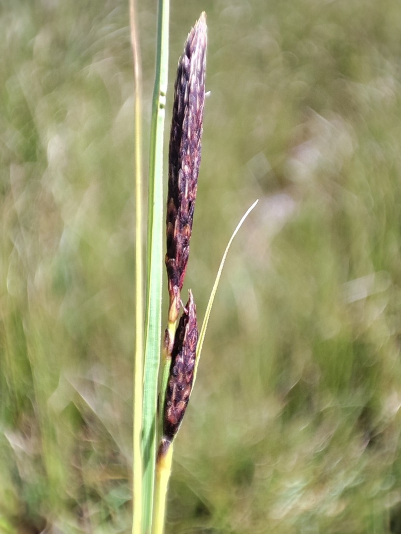 Carex haematopus photo 2