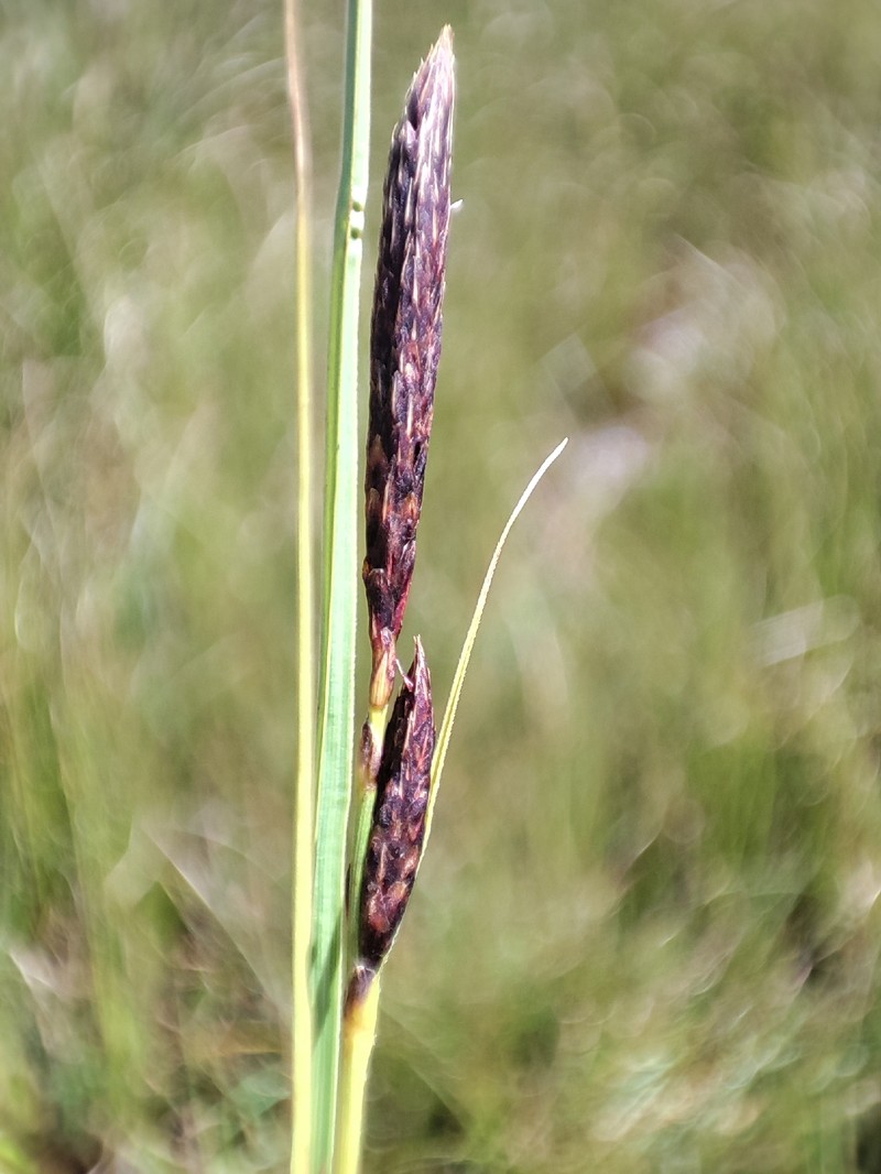 Carex haematopus photo 5
