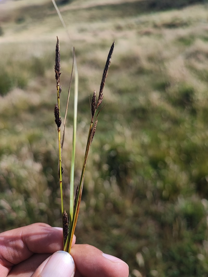 Carex haematopus photo 6