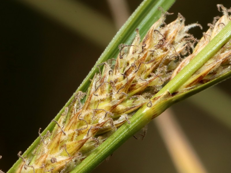Carex haematopus photo 8