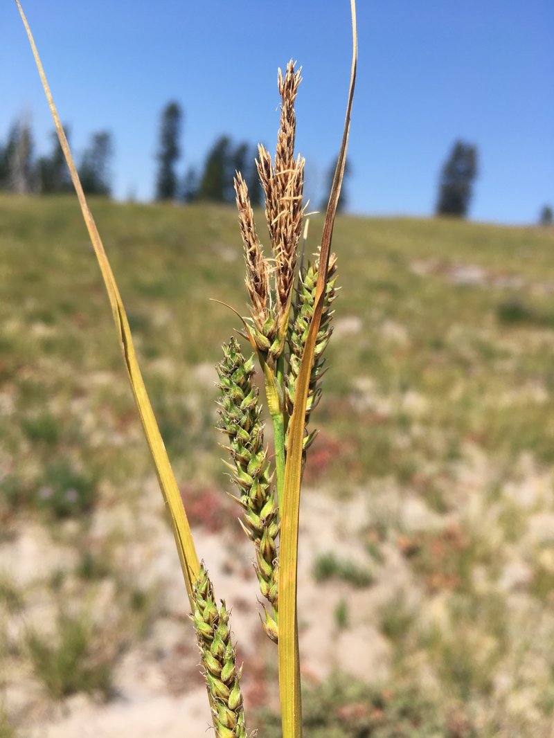 Hall's Sedge