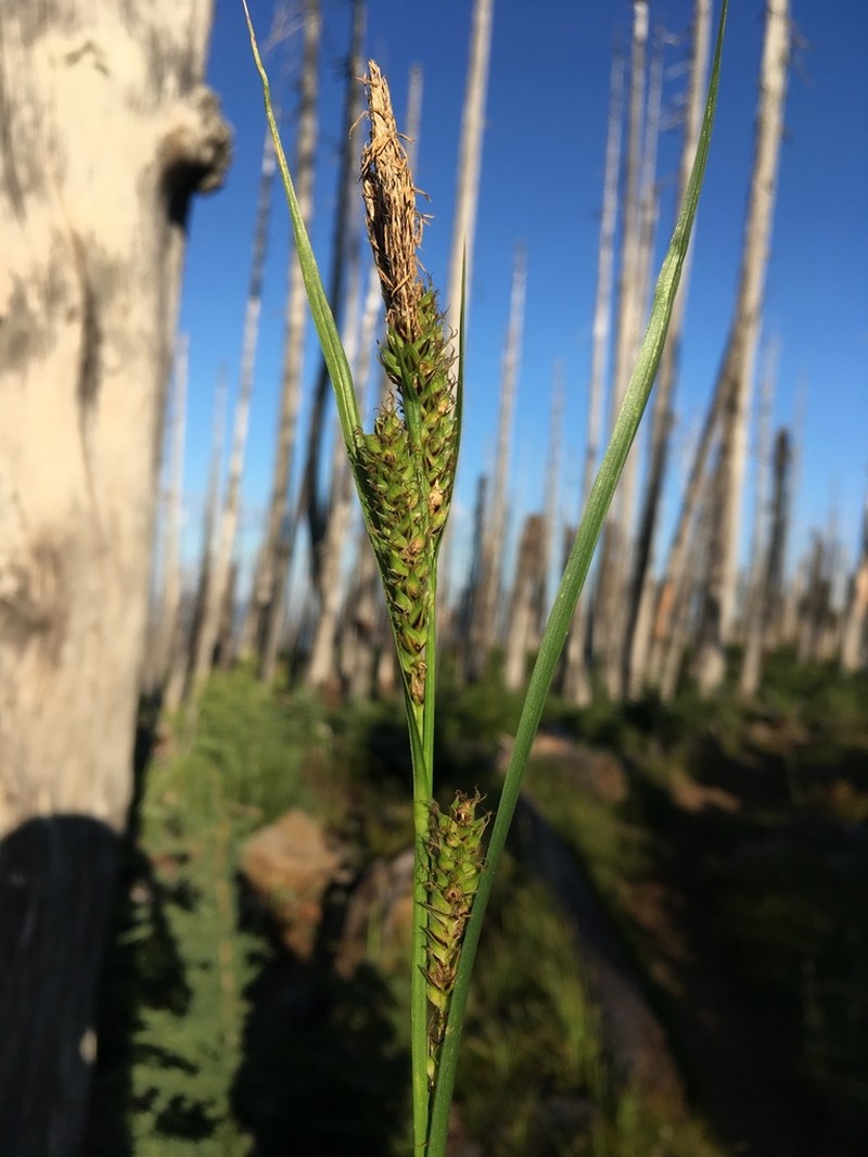 Hall's Sedge photo 3