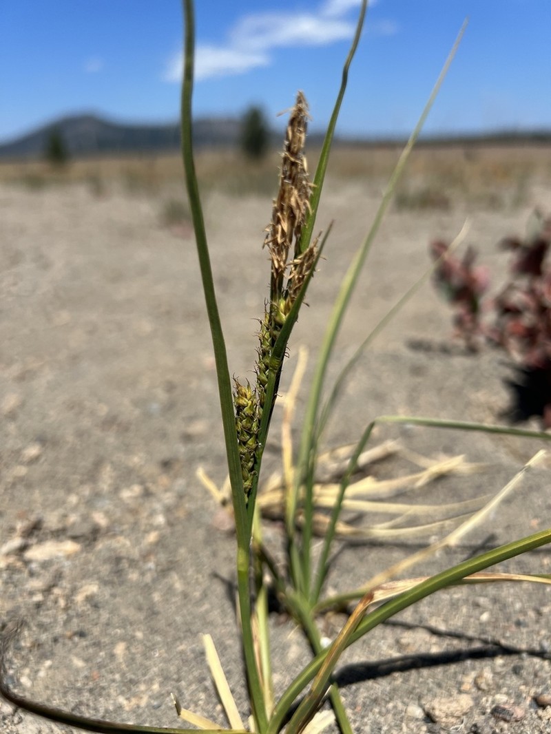 Hall's Sedge photo 4