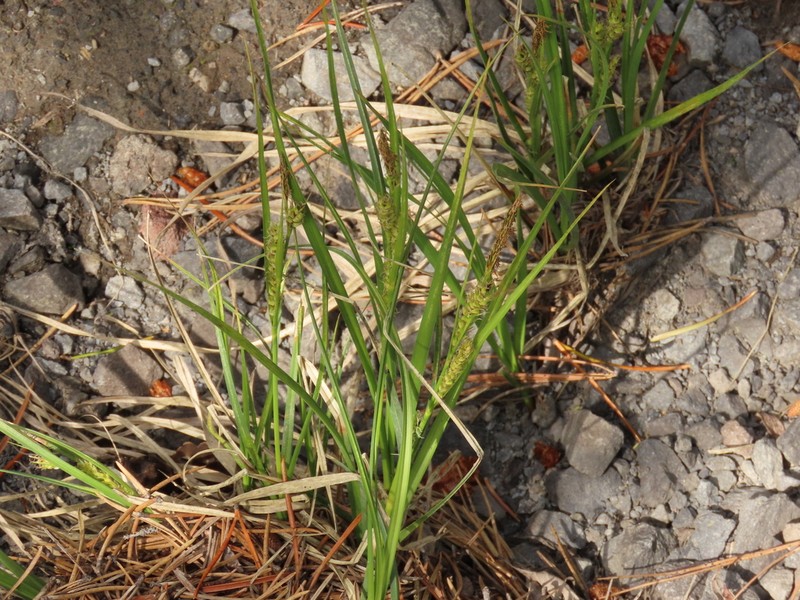Hall's Sedge photo 5