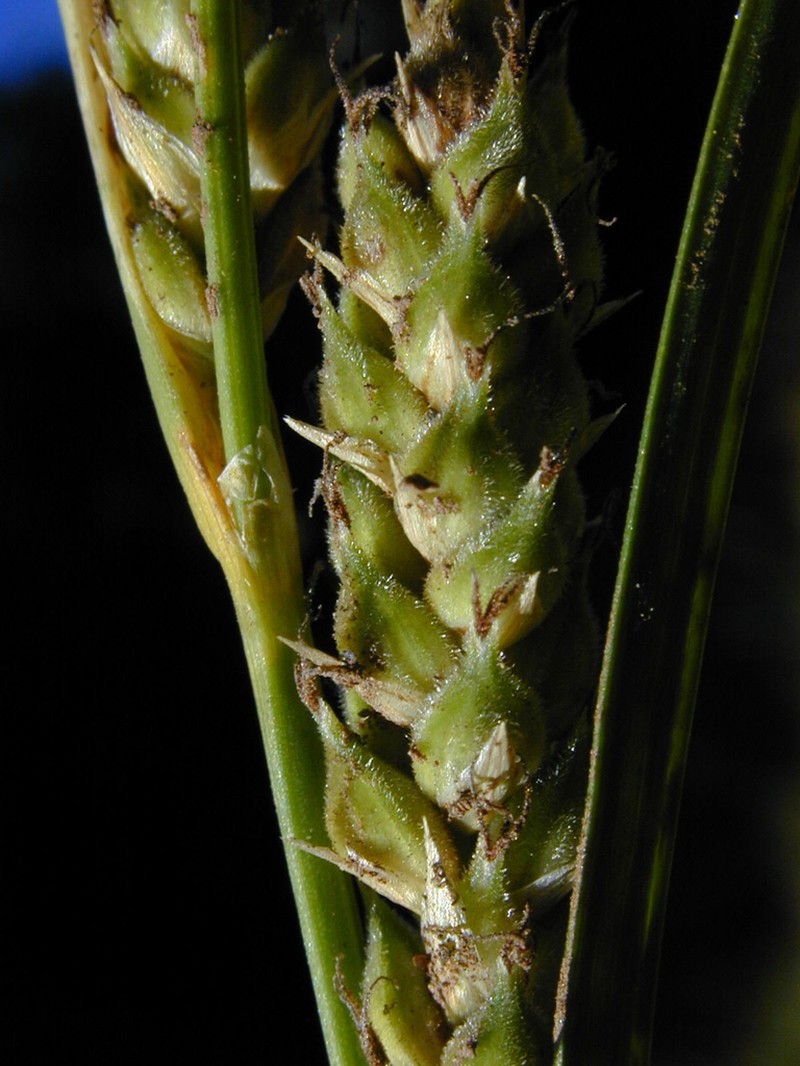 Hall's Sedge photo 6