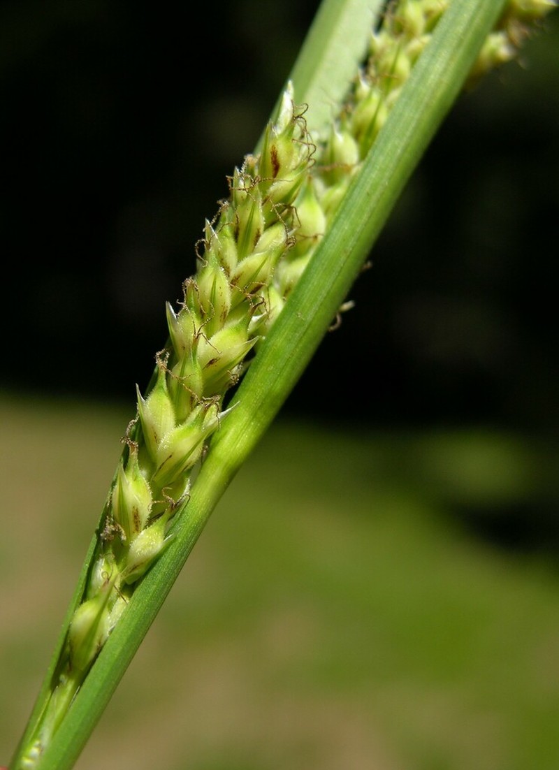 Hall's Sedge photo 7