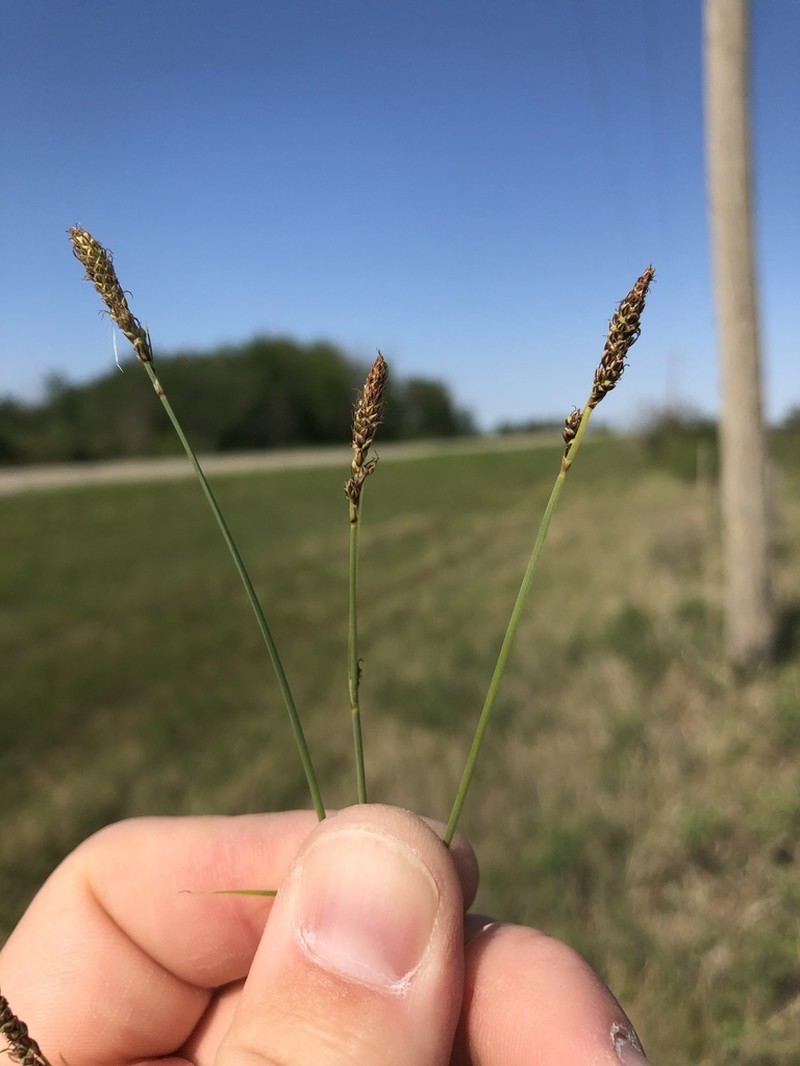Deer Sedge photo 4