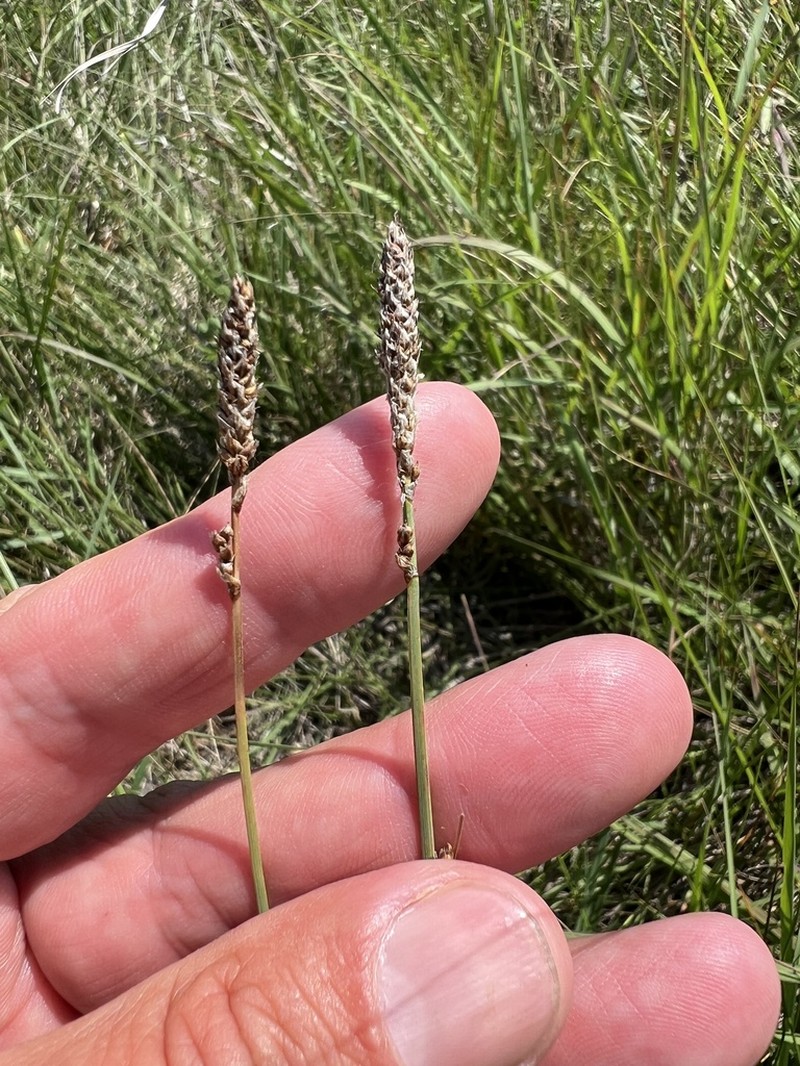 Deer Sedge photo 5