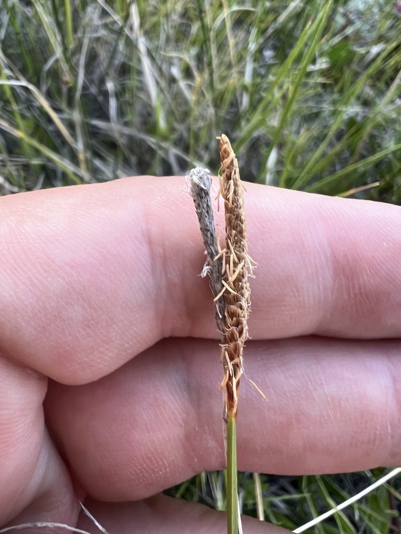 Deer Sedge photo 6
