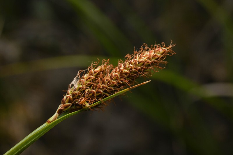 Deer Sedge photo 8