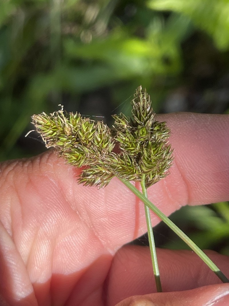 Harford's Sedge photo 2