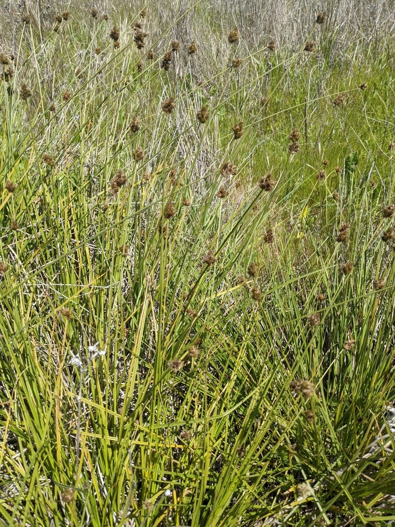 Harford's Sedge photo 3
