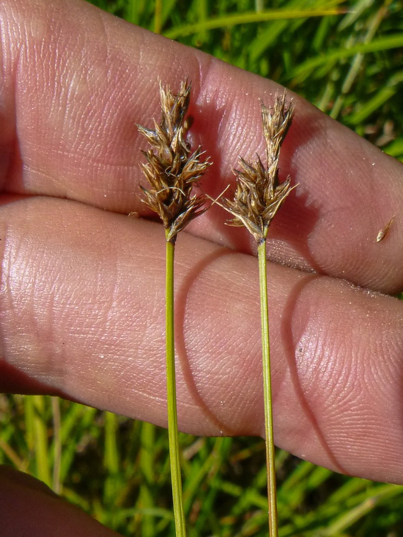 Harford's Sedge photo 4
