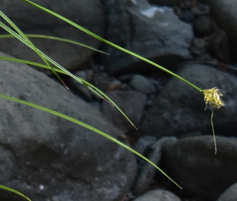Harford's Sedge photo 5