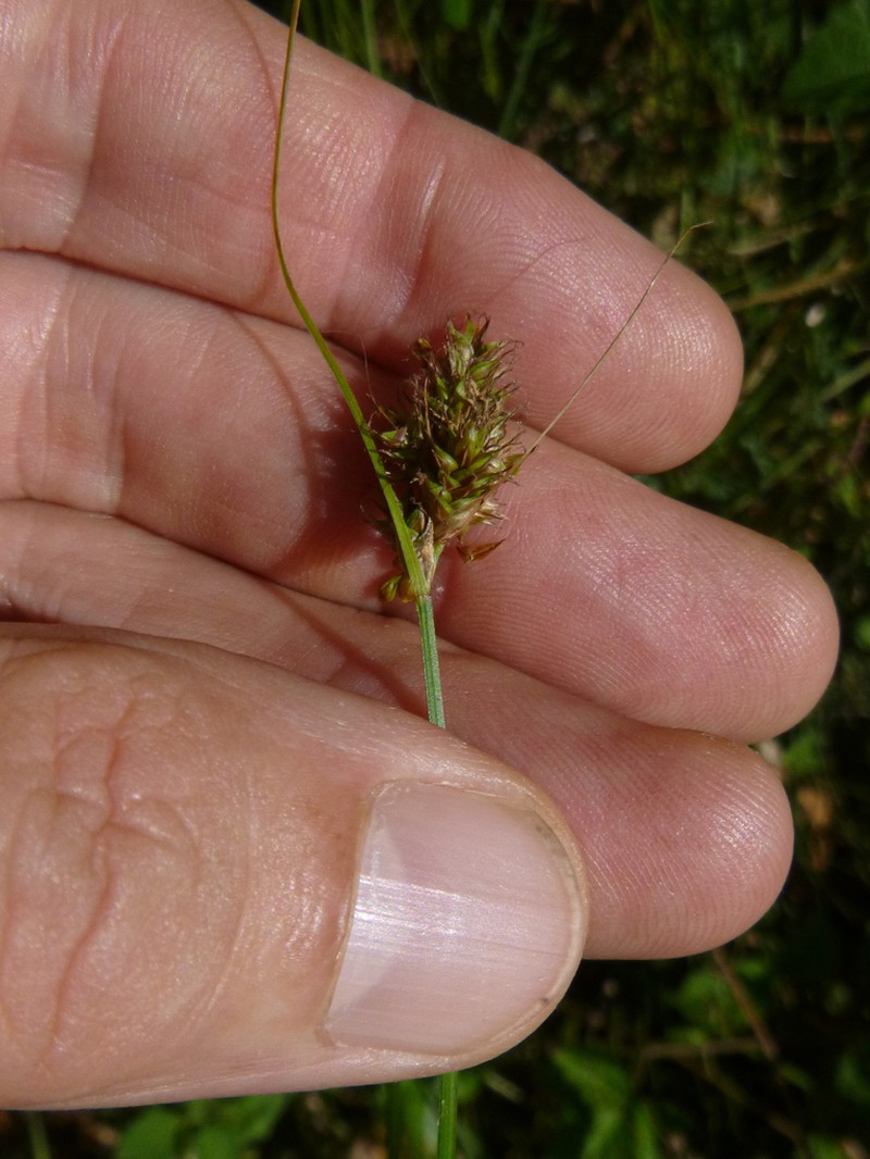 Harford's Sedge photo 6