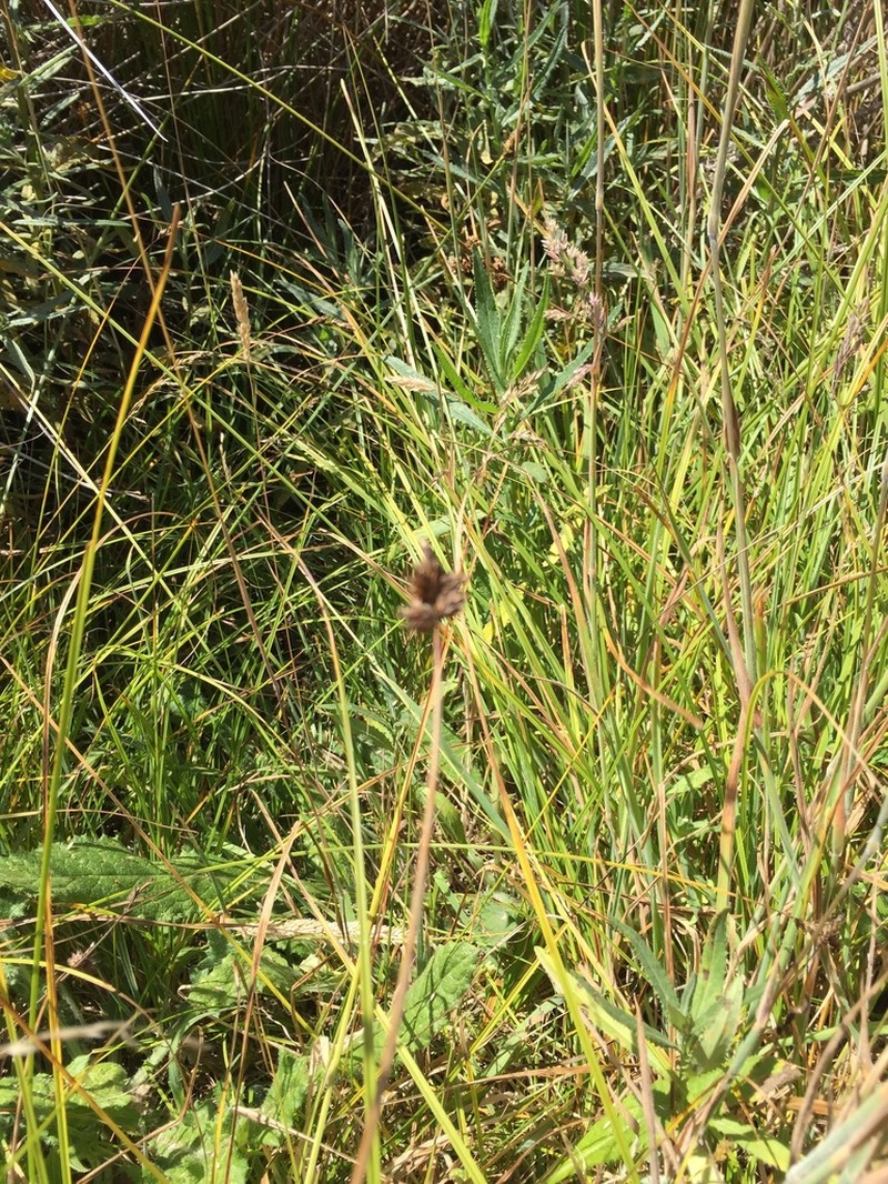 Harford's Sedge photo 7