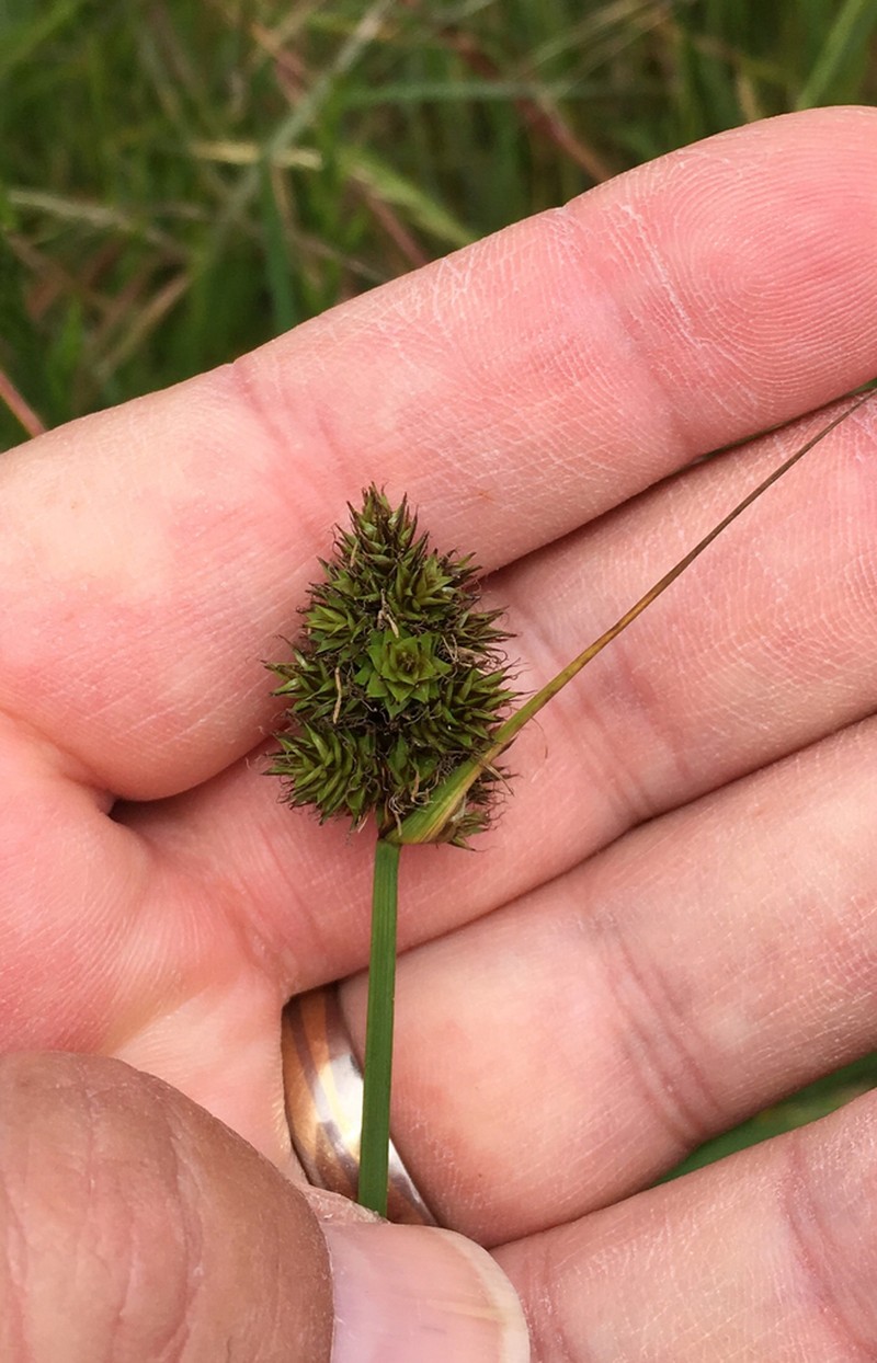 Harford's Sedge photo 8