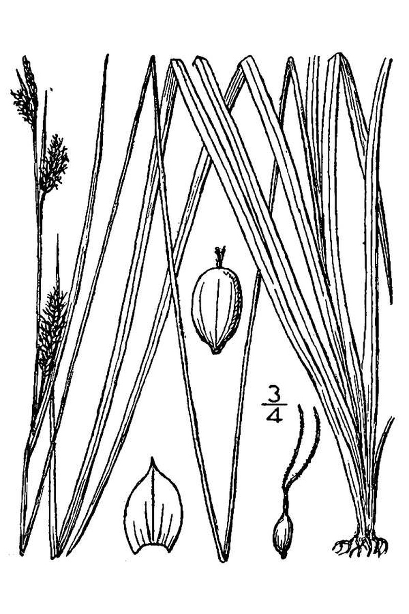 Santa Cruz Sedge