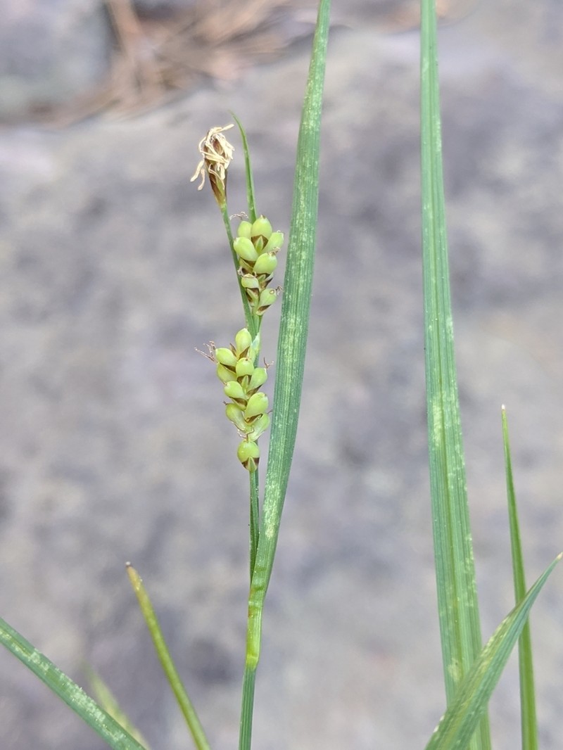 Salt Sedge photo 7