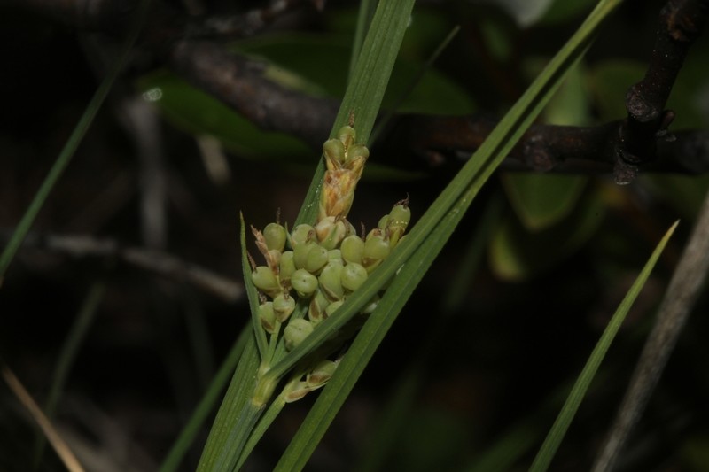 Salt Sedge photo 8