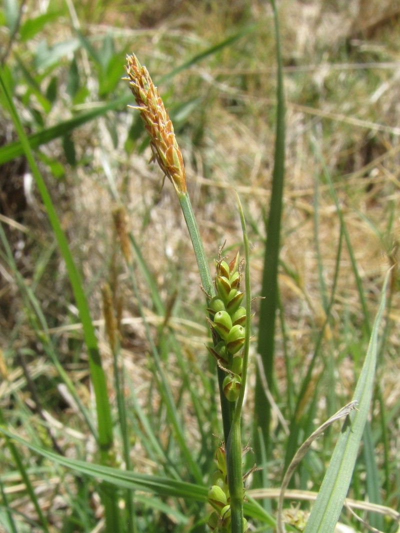 Santa Cruz Sedge photo 4