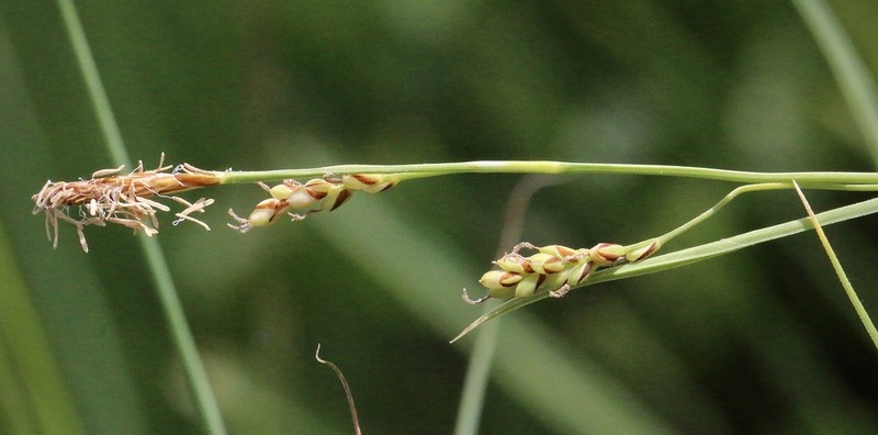 Santa Cruz Sedge photo 5