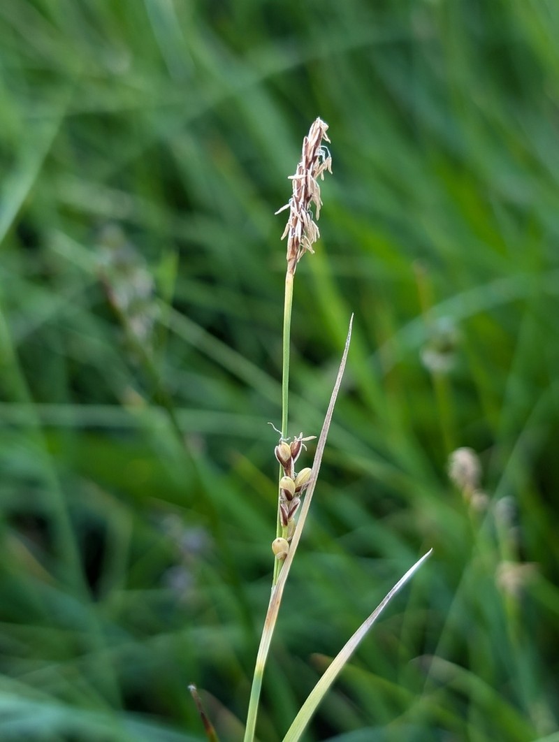 Santa Cruz Sedge photo 6