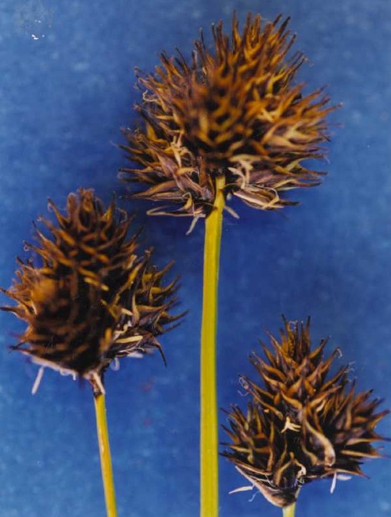 Cloud Sedge