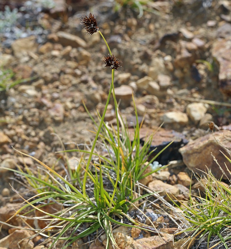 Cloud Sedge photo 3