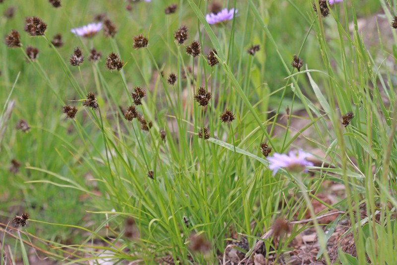 Cloud Sedge photo 4