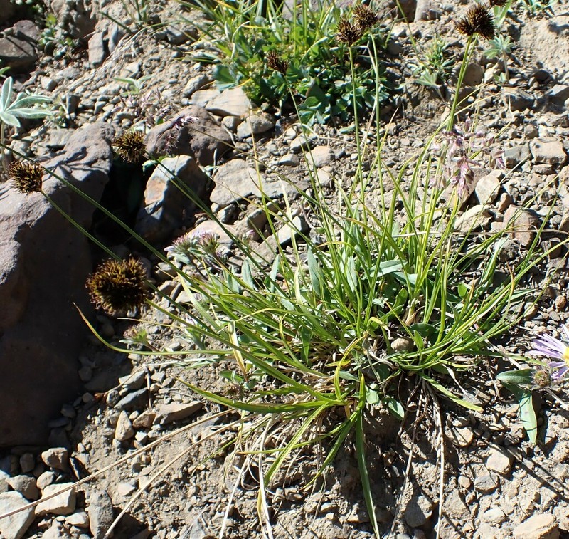 Cloud Sedge photo 6