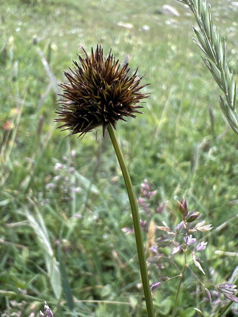 Cloud Sedge photo 7