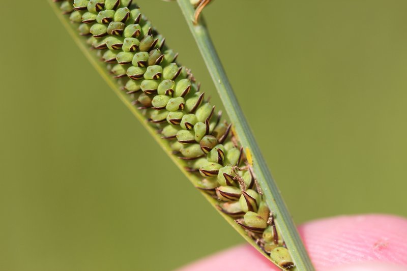 Hayden's Sedge photo 2