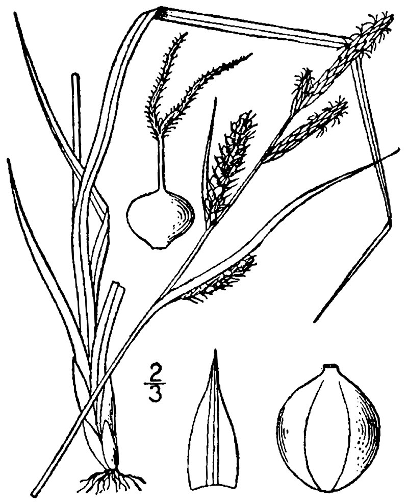 Hayden's Sedge