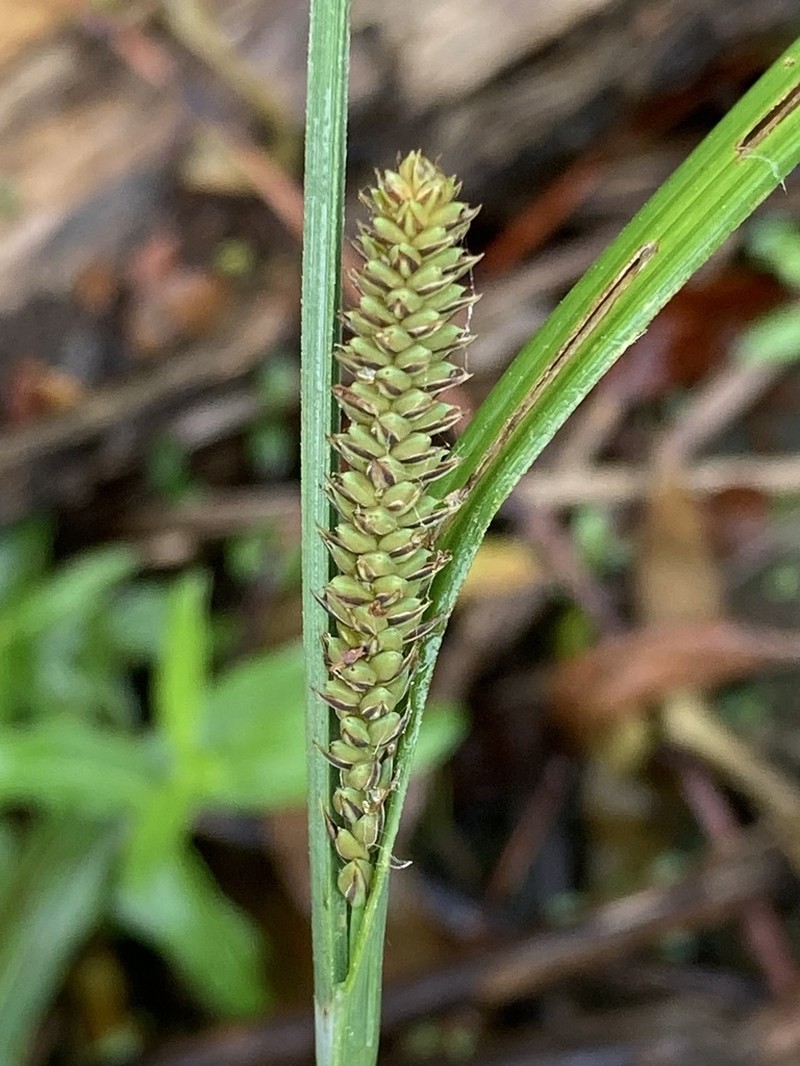 Hayden's Sedge photo 4