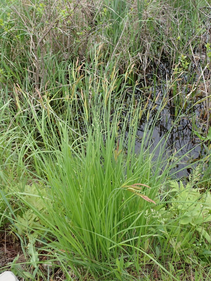 Hayden's Sedge photo 5